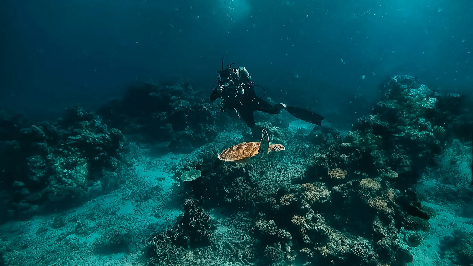 A scuba diver and a turtle drifting above a coral reef in blue water