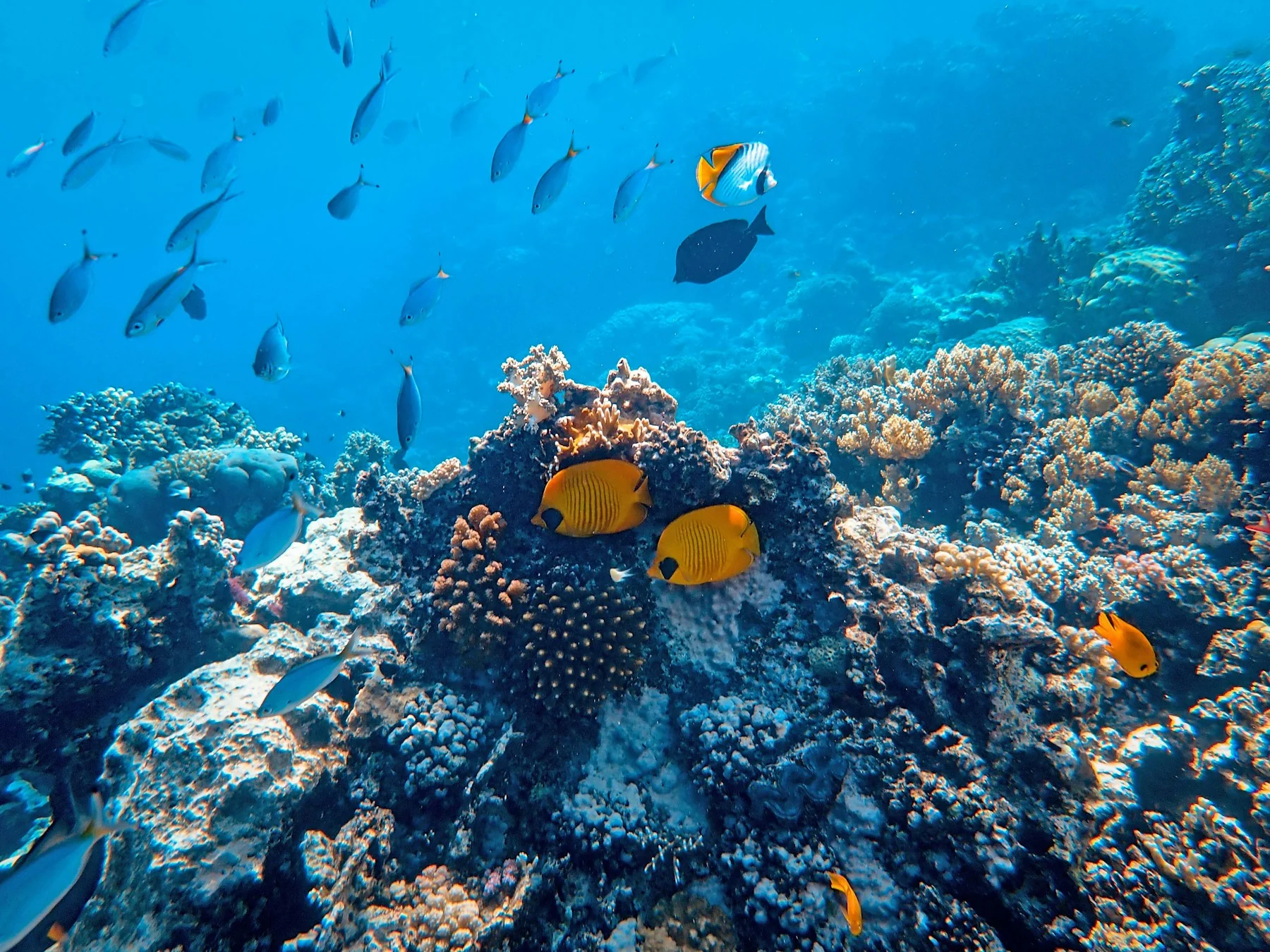 A school of small blue fish with orange tails above a colorful coral reef