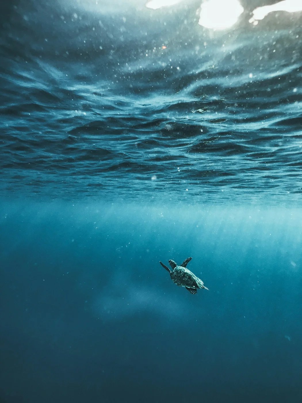 A sea turtle floating through open blue water beneath the surface