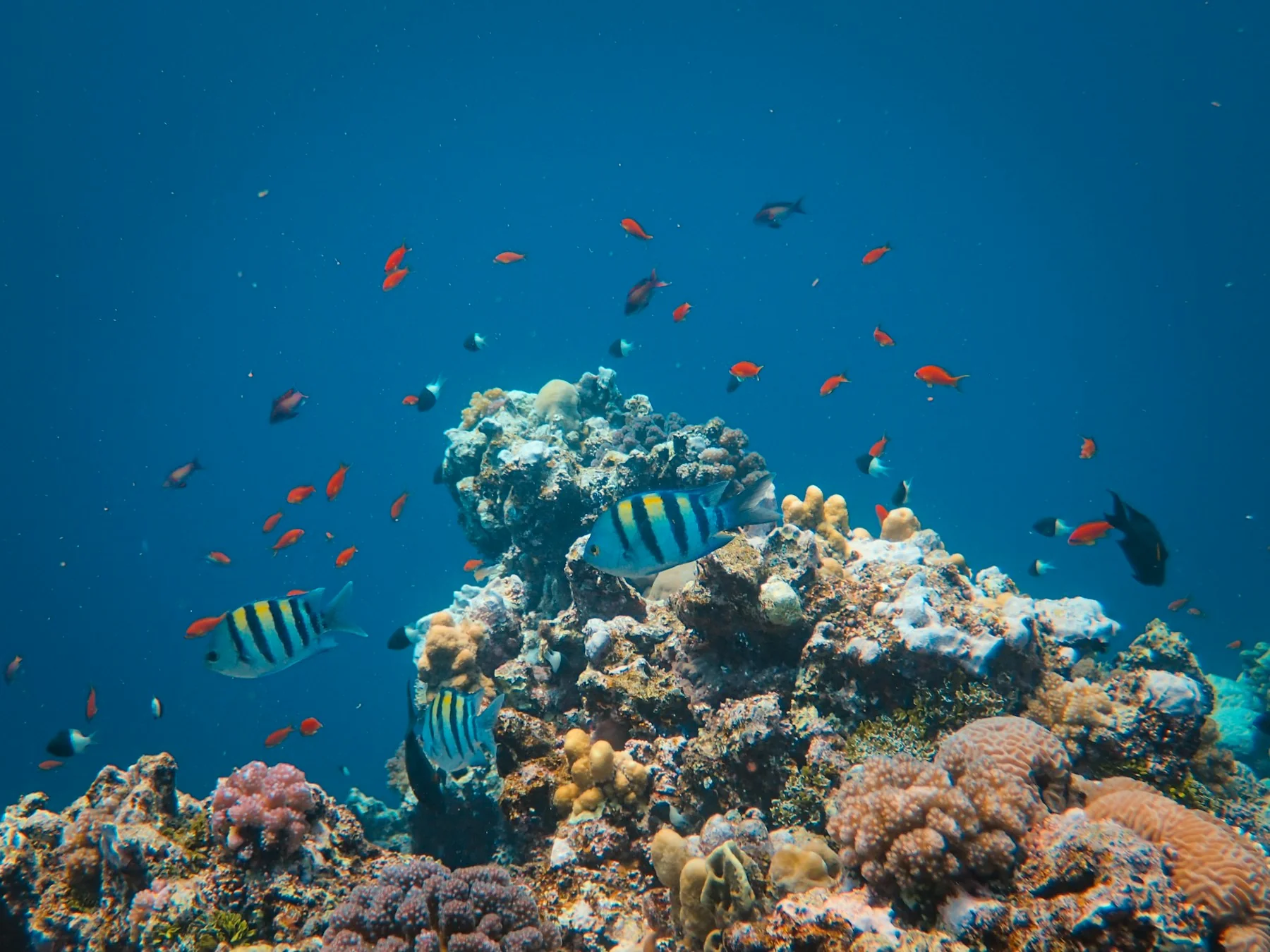 Striped reef fish swimming over intricate coral formations