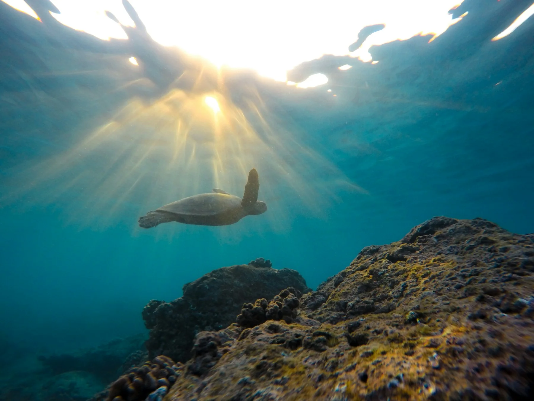 A turtle swimming over a rocky seabed with sunlight filtering through the water