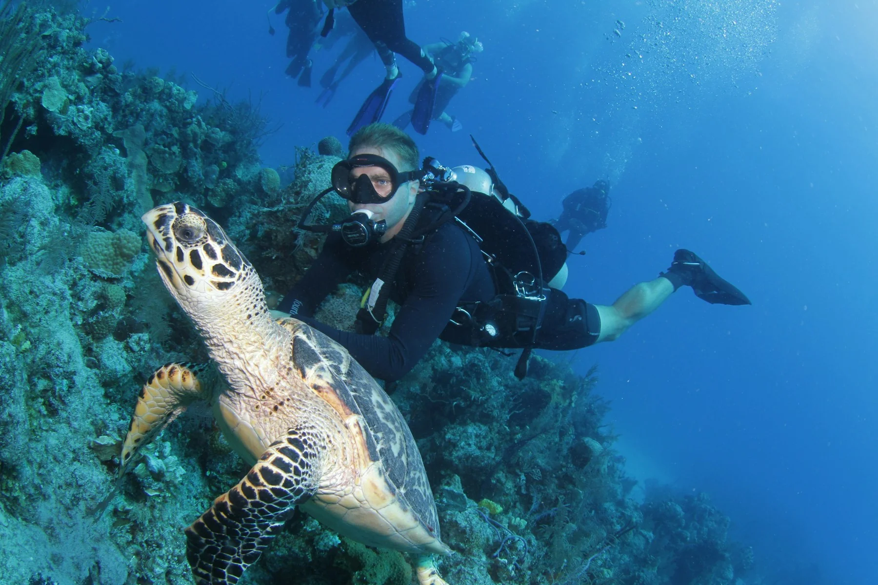 A scuba diver sharing the reef with a hawksbill turtle