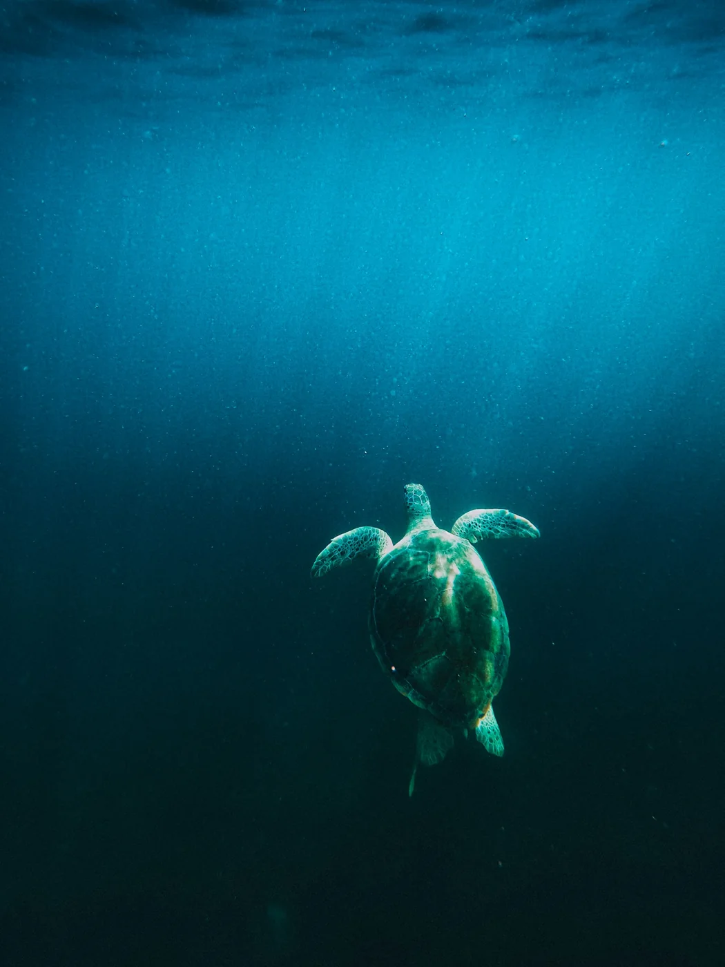 A lone sea turtle suspended in deep blue ocean water