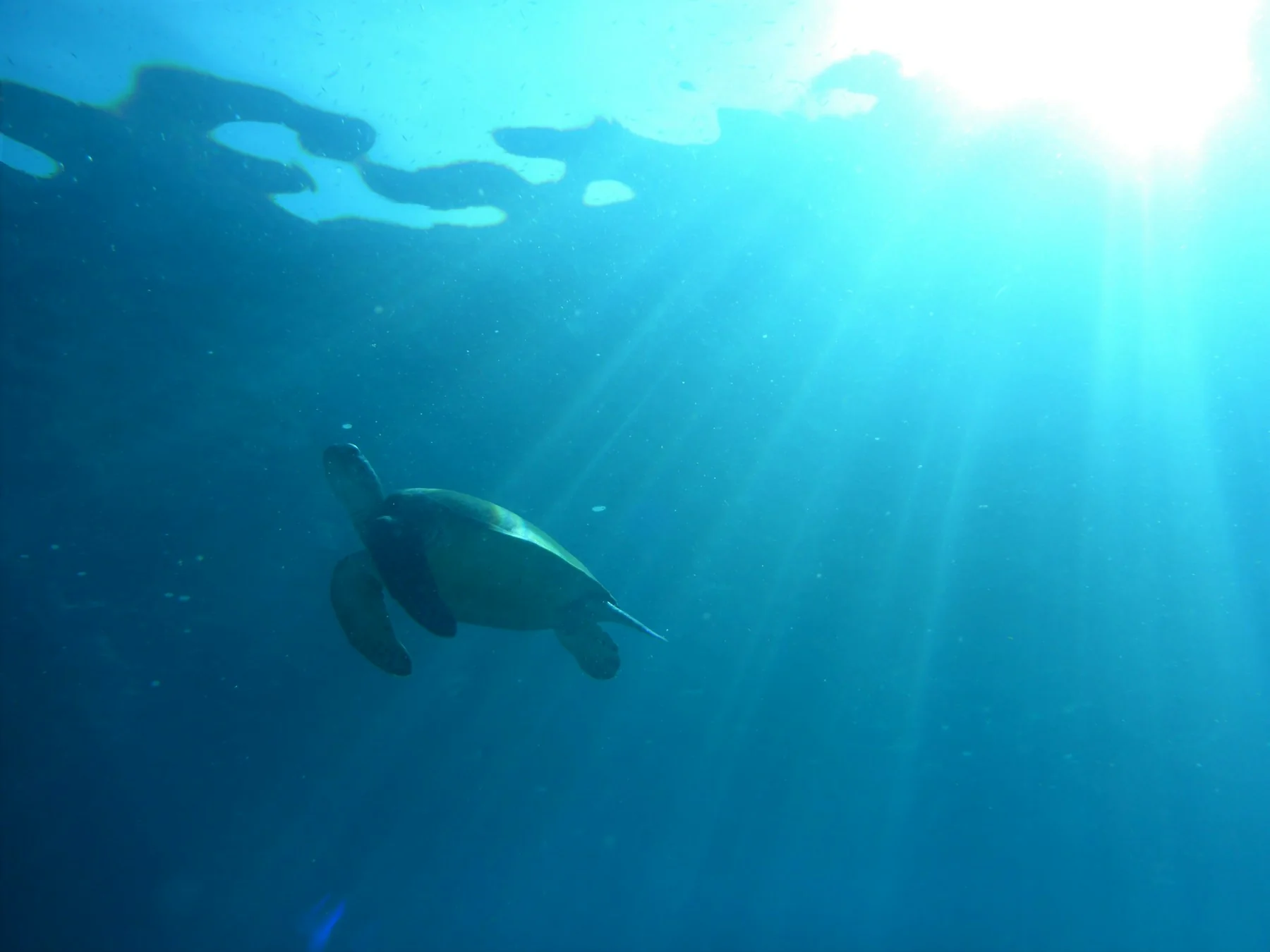 A brown sea turtle gliding below the sunlit ocean surface