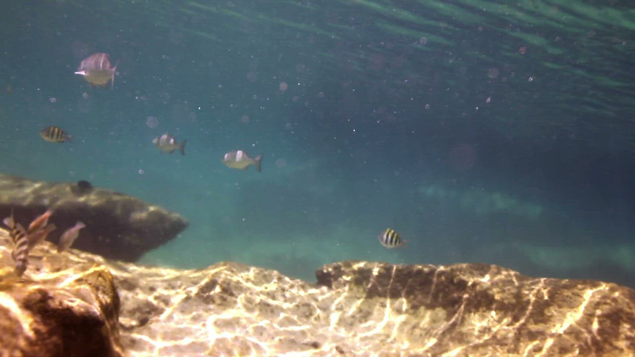 Small reef fish swimming above a rocky seabed